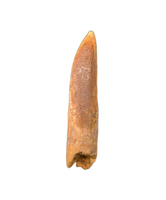 Titanosaur (Sauropod) Tooth from Morocco