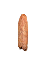 Titanosaur (Sauropod) Tooth from Morocco