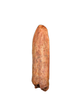 Titanosaur (Sauropod) Tooth from Morocco
