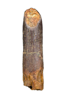 Titanosaur (Sauropod) Tooth from Morocco