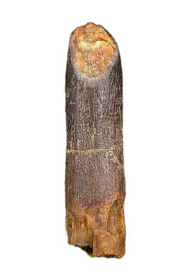 Titanosaur (Sauropod) Tooth from Morocco