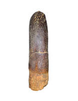 Titanosaur (Sauropod) Tooth from Morocco