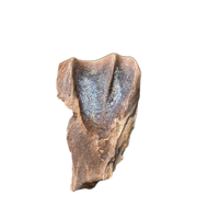 Triceratops Tooth