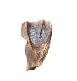 Triceratops Tooth