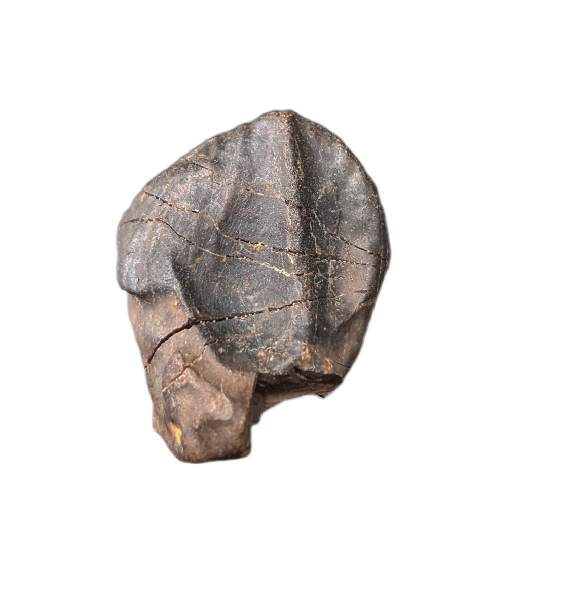Triceratops Tooth| The Daily Rex