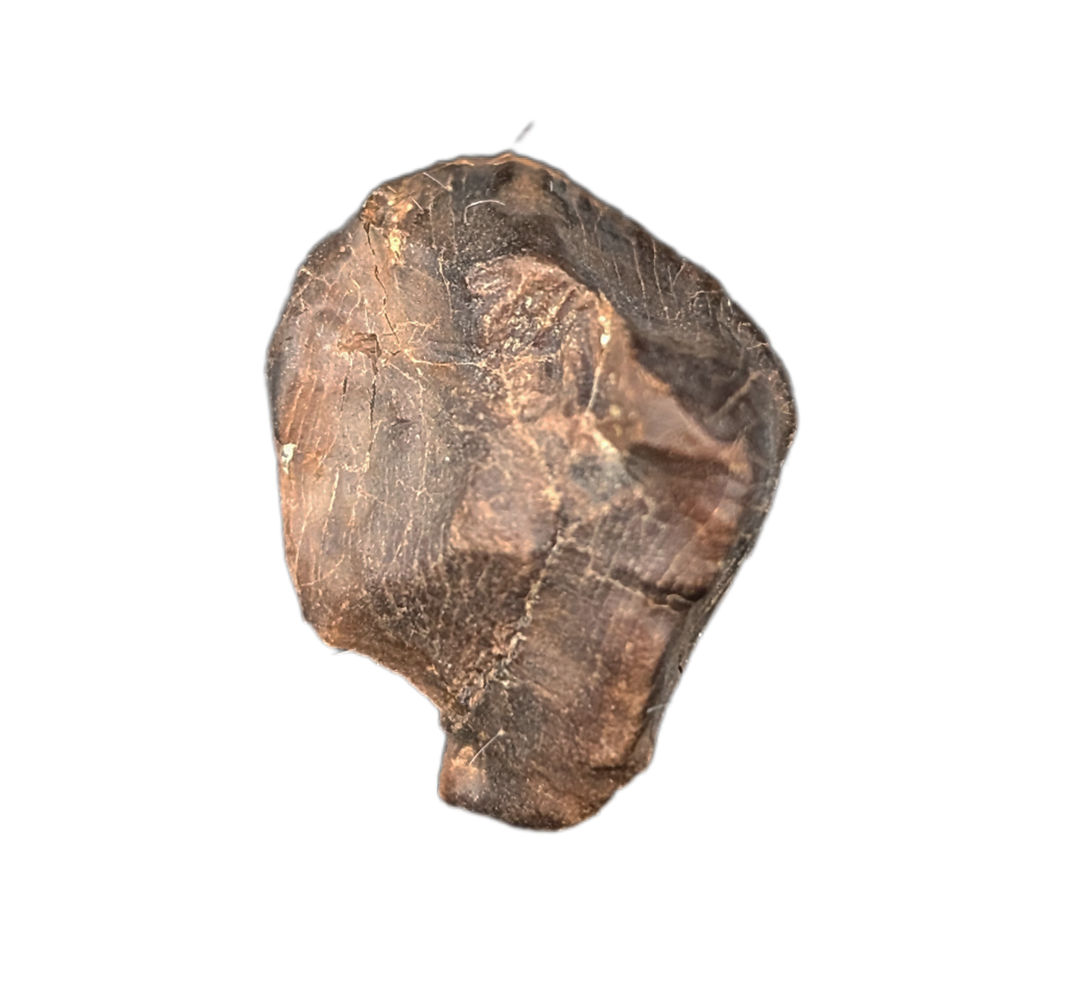 Triceratops Tooth| The Daily Rex
