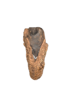 Triceratops Tooth