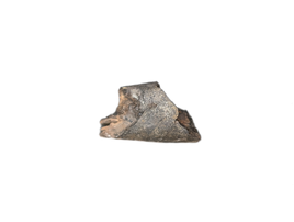 Tyrannosaur Partial Tooth, Two Medicine Formation.