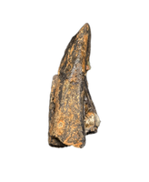 Tyrannosaur Partial Tooth, Two Medicine Formation.