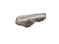 Tyrannosaur Partial Tooth, Two Medicine Formation.