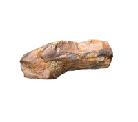 Tyrannosaur Partial Tooth, Two Medicine Formation.