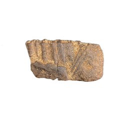 Juvenile Hadrosaur Mandible Jaw Section, Judith River Formation