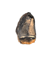 Hadrosaur Tooth, Judith River Formation