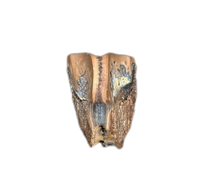 Hadrosaur Tooth, Judith River Formation