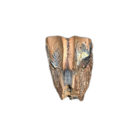 Hadrosaur Tooth, Judith River Formation