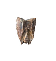 Hadrosaur Tooth, Judith River Formation