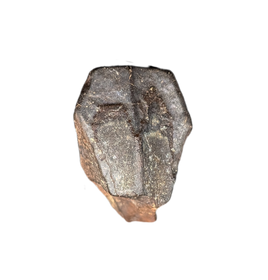 Hadrosaur Tooth, Judith River Formation