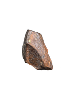 Hadrosaur Tooth, Judith River Formation