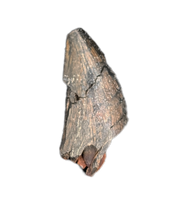 Kryptops Tooth, Elrhaz Formation