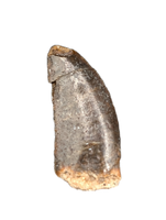 Kryptops Tooth, Elrhaz Formation