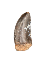 Kryptops Tooth, Elrhaz Formation