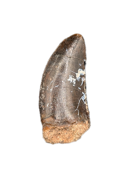 Kryptops Tooth, Elrhaz Formation