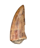 Large Kryptops Tooth, Elrhaz Formation