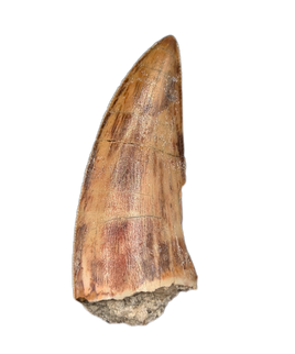 Large Kryptops Tooth, Elrhaz Formation