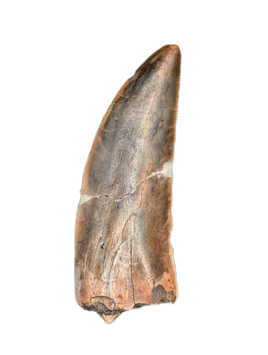 Huge Kryptops Tooth, Elrhaz Formation