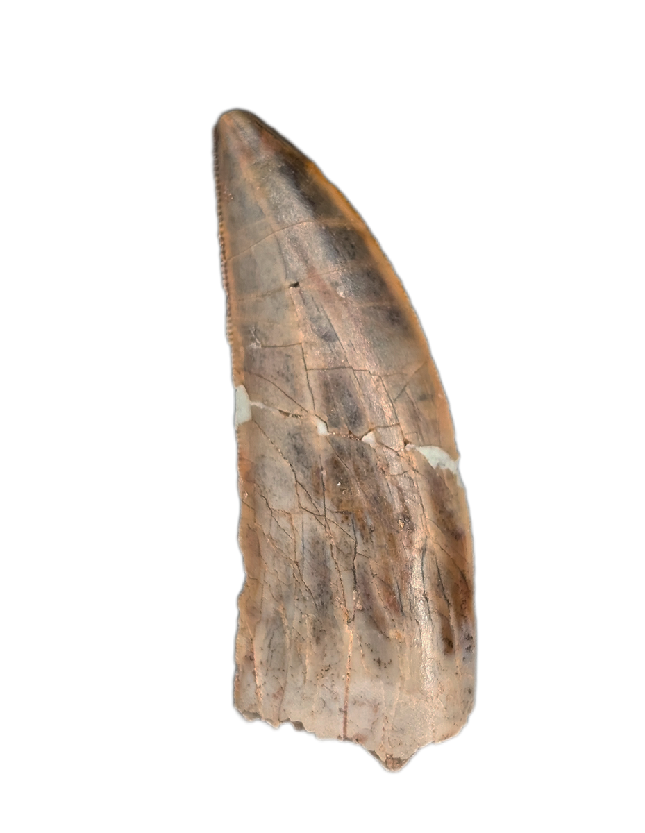 Huge Kryptops Tooth, Elrhaz Formation| The Daily Rex