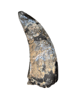 Eococharia Tooth, Elrhaz Formation