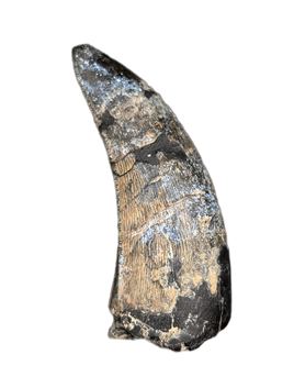 Metricanthosaurid/Allosaurid?, Elrhaz Formation