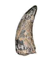 Eococharia Tooth, Elrhaz Formation