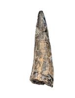 Eococharia Tooth, Elrhaz Formation