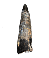 Eococharia Tooth, Elrhaz Formation