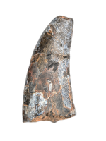 Eococharia Tooth, Elrhaz Formation