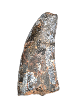 Metricanthosaurid/Allosaurid?  Tooth, Elrhaz Formation