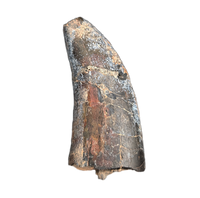 Eococharia Tooth, Elrhaz Formation