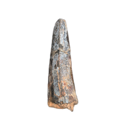 Eococharia Tooth, Elrhaz Formation