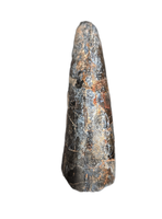 Eococharia Tooth, Elrhaz Formation