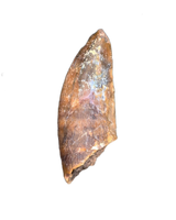 Afromimus? Tooth, Elrhaz Formation