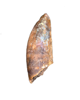 Afromimus? Tooth, Elrhaz Formation