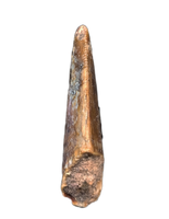 Afromimus? Tooth, Elrhaz Formation