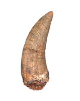 Theropod (Megaraptor?) Tooth, Elrhaz Formation