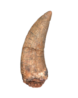 Eococharia Tooth, Elrhaz Formation