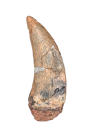 Theropod (Megaraptor?) Tooth, Elrhaz Formation