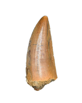 Large Abelisaur tooth from the Kem Kem Beds of Morocco