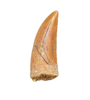 Large Abelisaur tooth from the Kem Kem Beds of Morocco