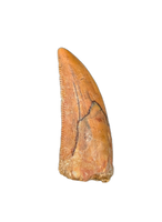 Large Abelisaur tooth from the Kem Kem Beds of Morocco