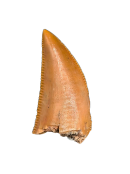 Abelisaur tooth from the Kem Kem Beds of Morocco